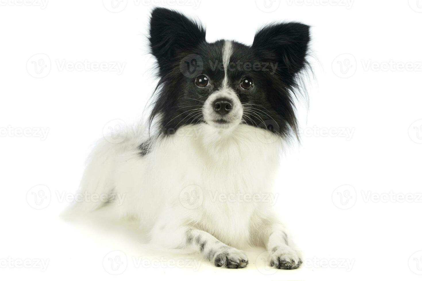 estudio Disparo de un adorable Papillon foto