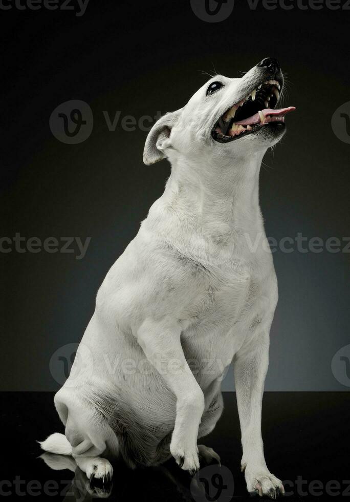 estudio Disparo de un adorable mezclado raza perro sentado y mirando satisfecho foto