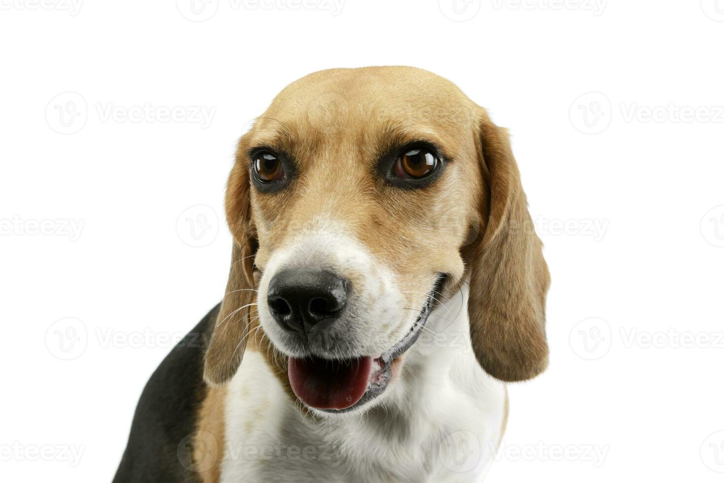 Portrait of an adorable Beagle photo