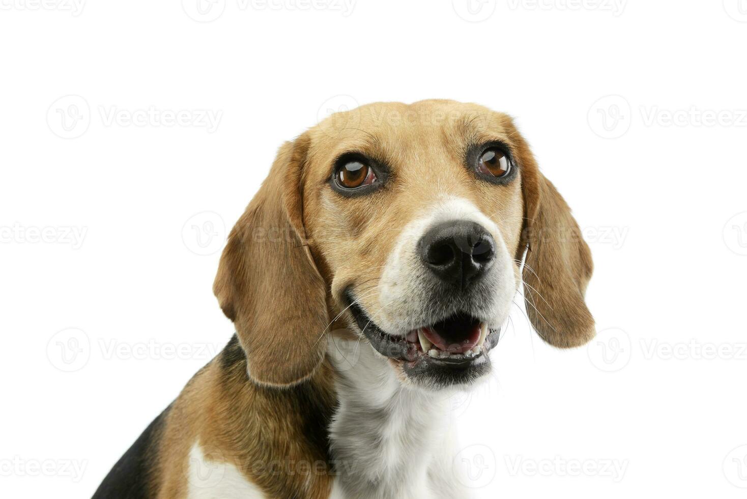 Portrait of an adorable Beagle photo