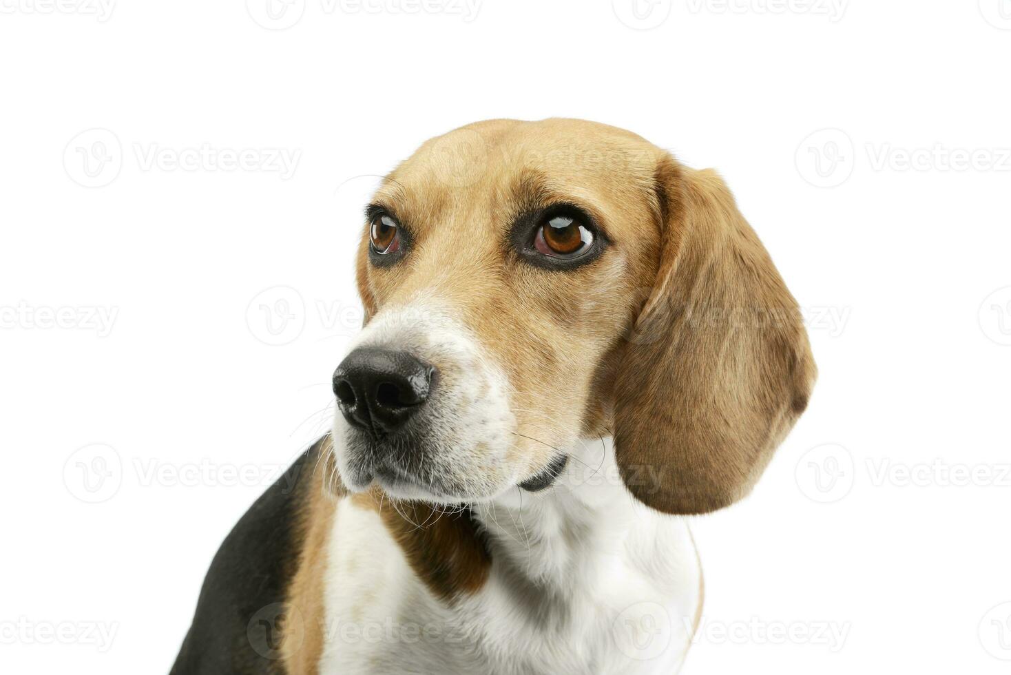 Portrait of an adorable Beagle photo