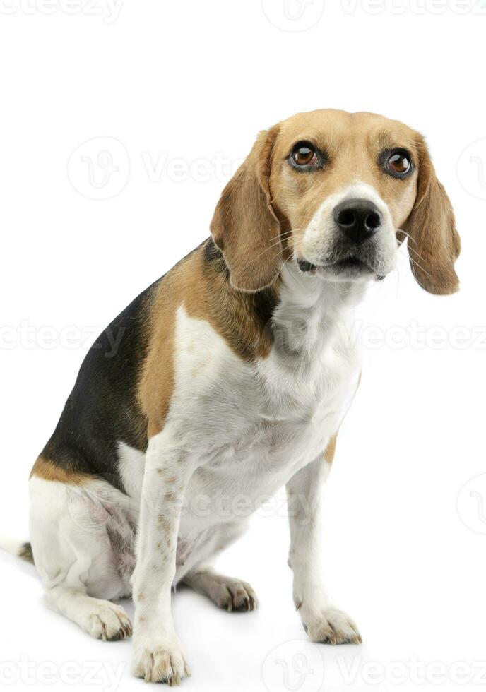 Studio shot of an adorable Beagle photo