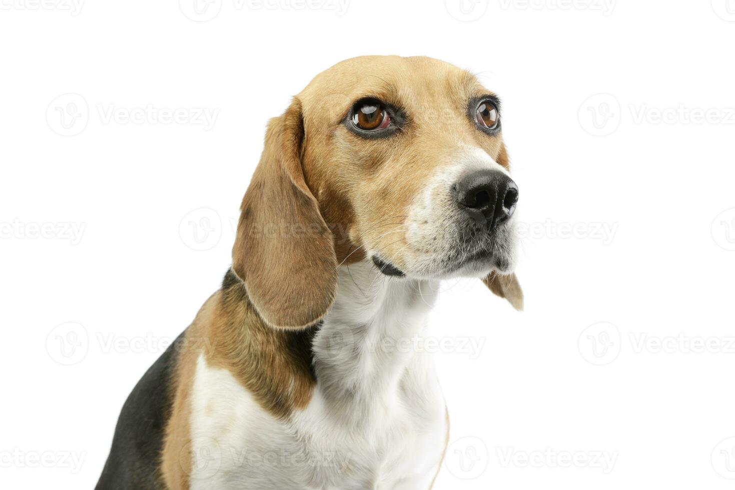 Portrait of an adorable Beagle photo