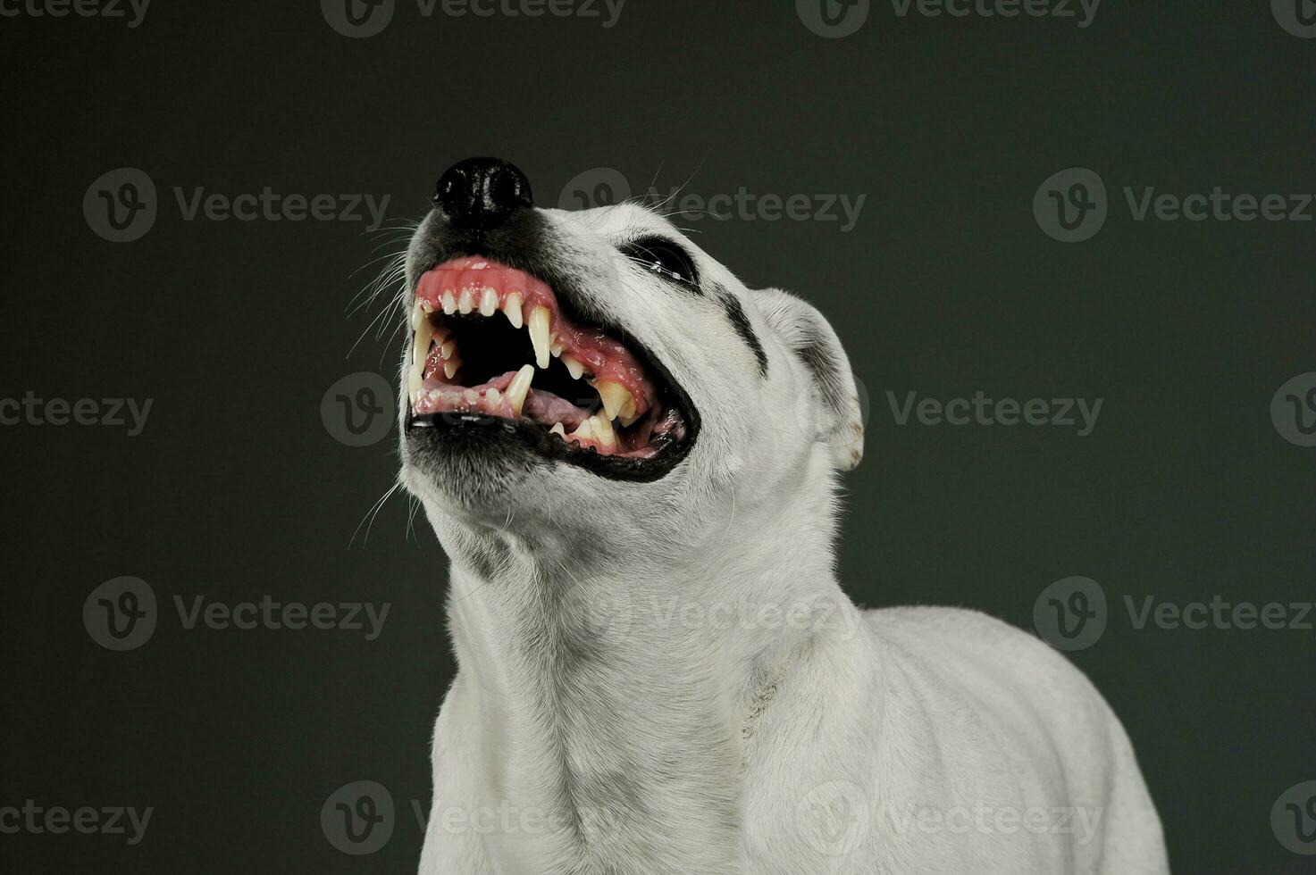 retrato de un emocionado mezclado raza perro en pie y mirando enojado foto