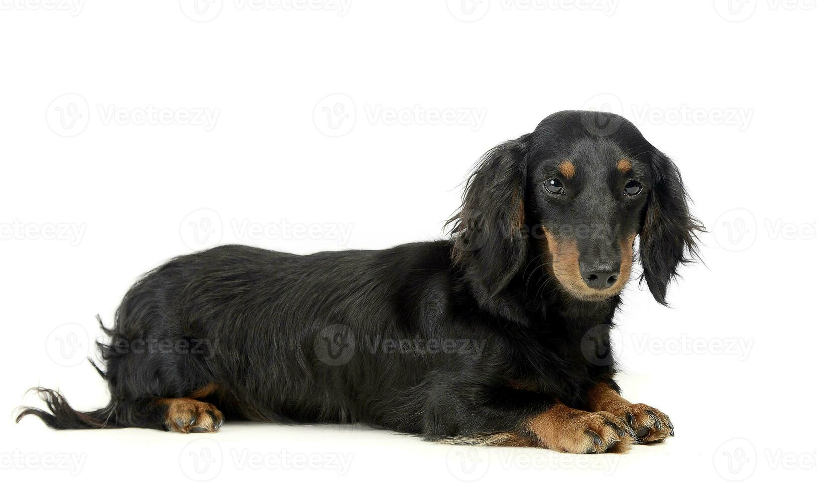 lovely long hair dachshund lying in a photo studio