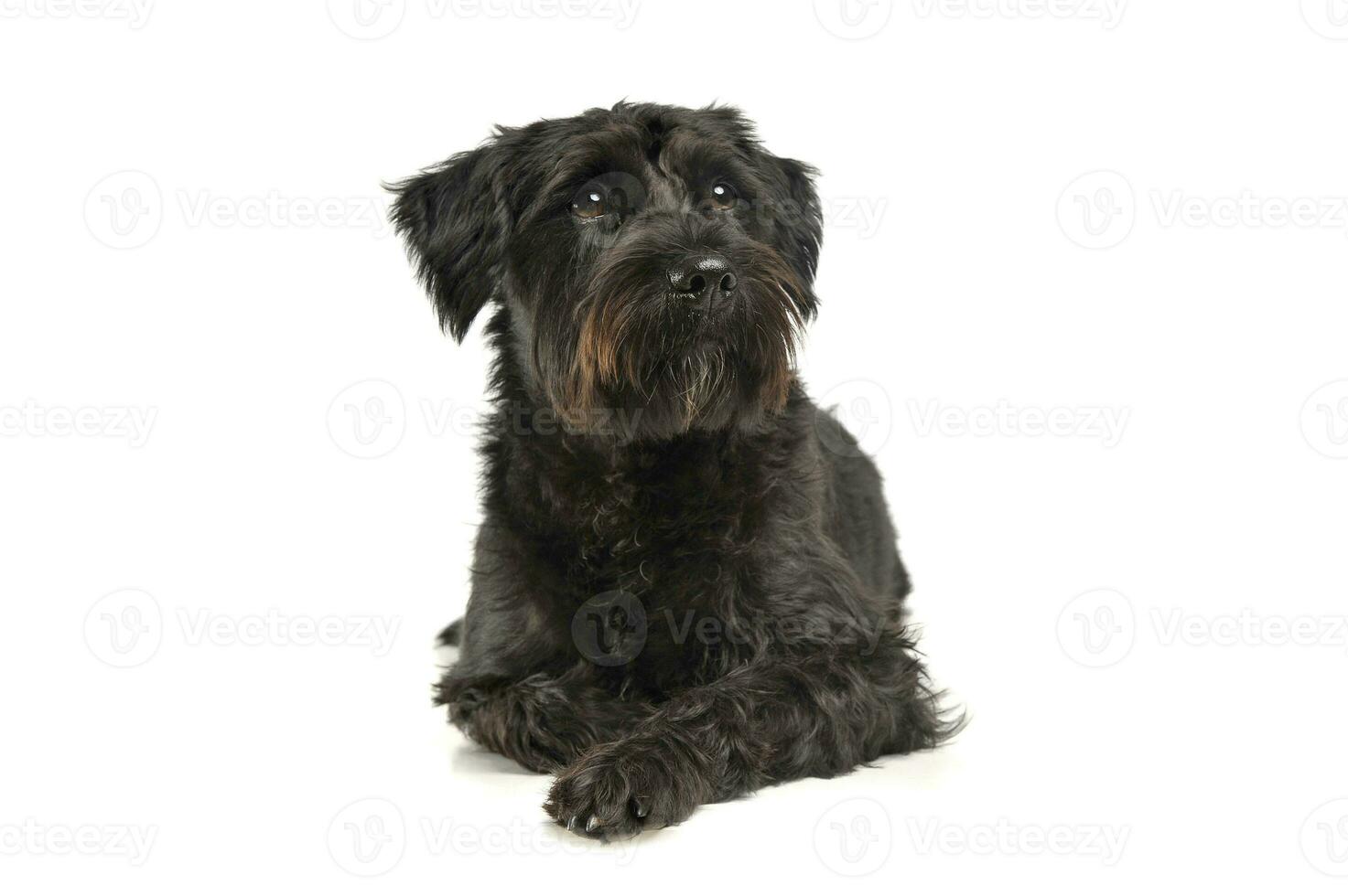 An adorable wire-haired mixed breed dog looking curiously photo
