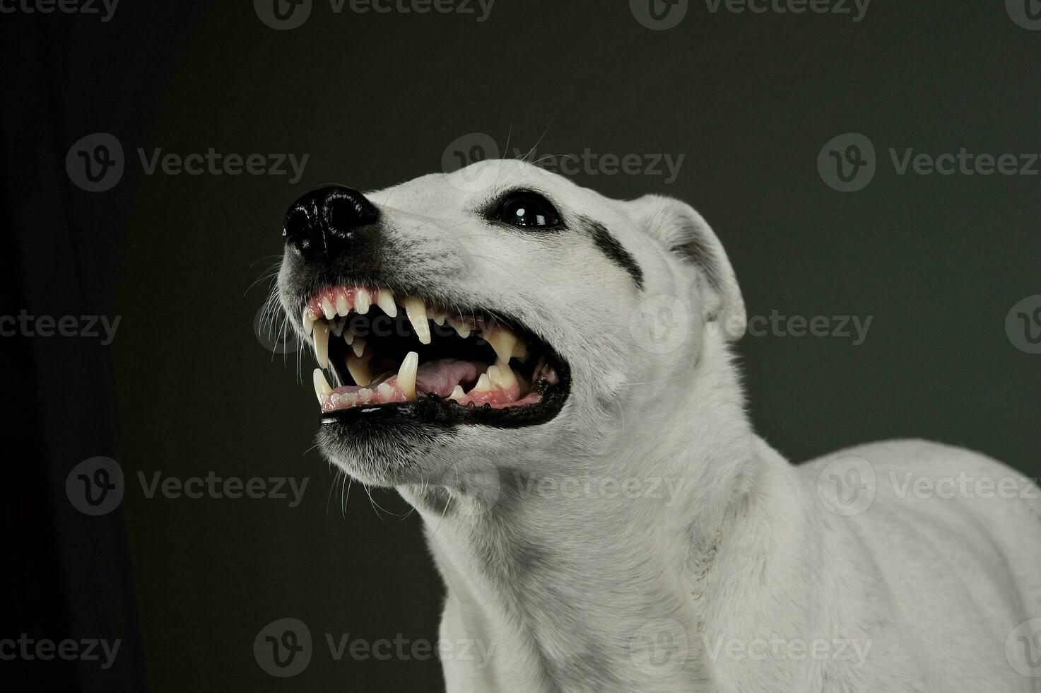 Portrait of an excited mixed breed dog standing and looking angry photo