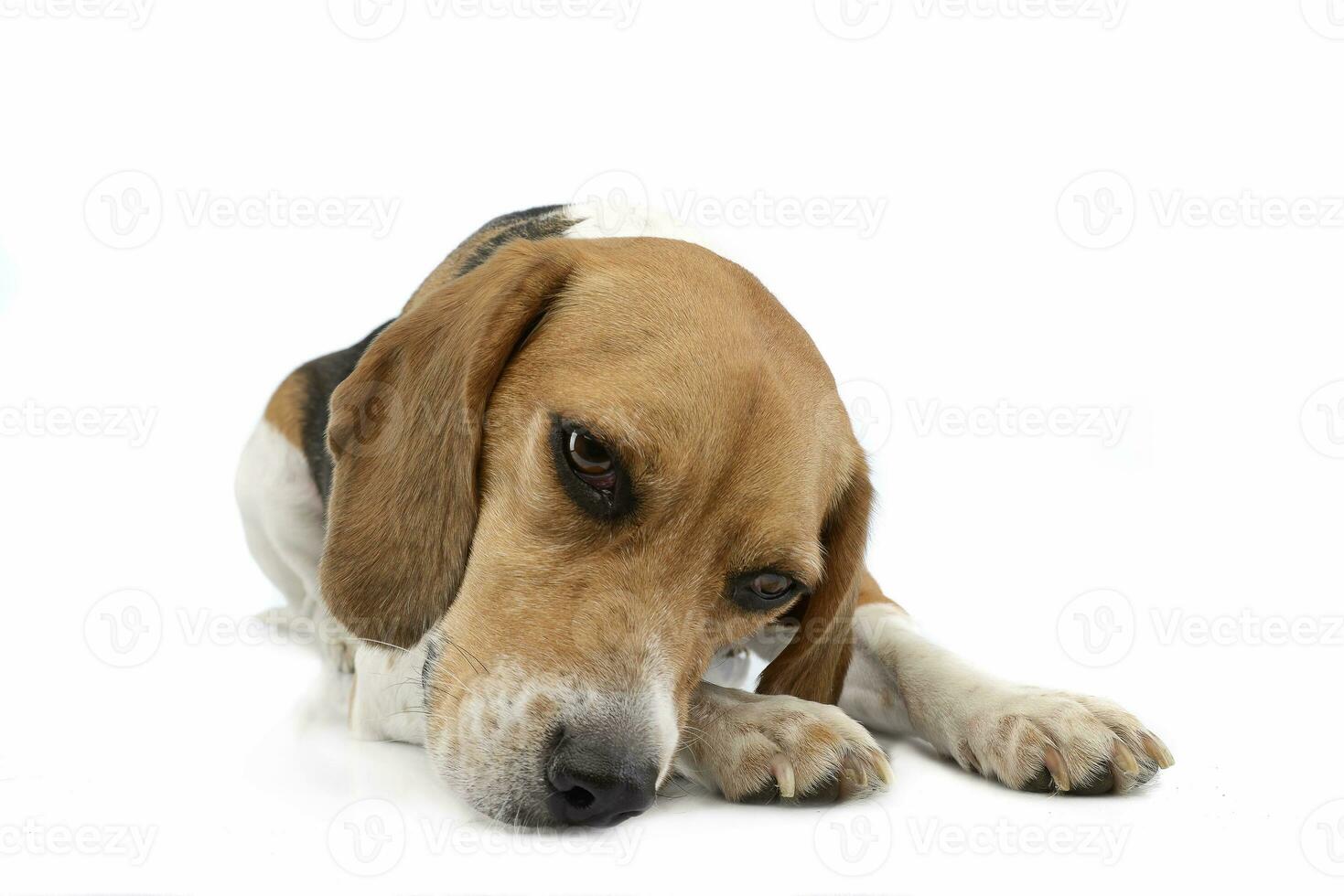 estudio Disparo de un adorable beagle foto