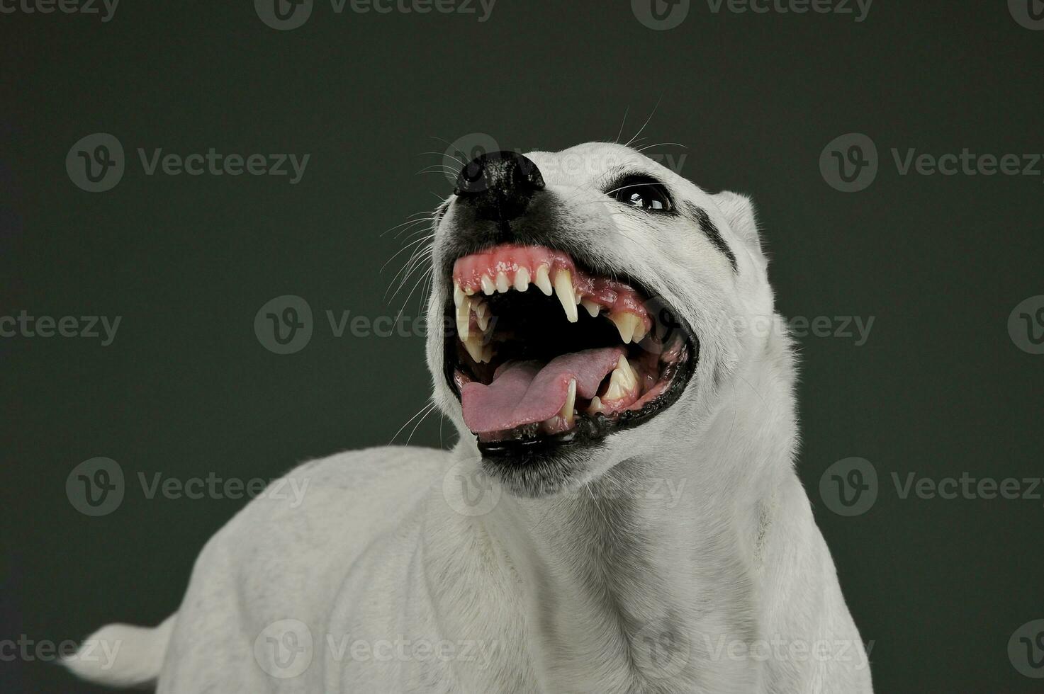 retrato de un emocionado mezclado raza perro en pie y mirando enojado foto