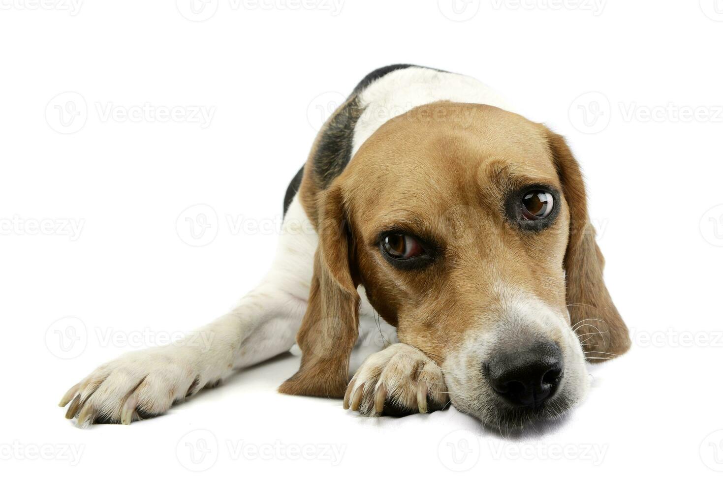 Studio shot of an adorable Beagle photo