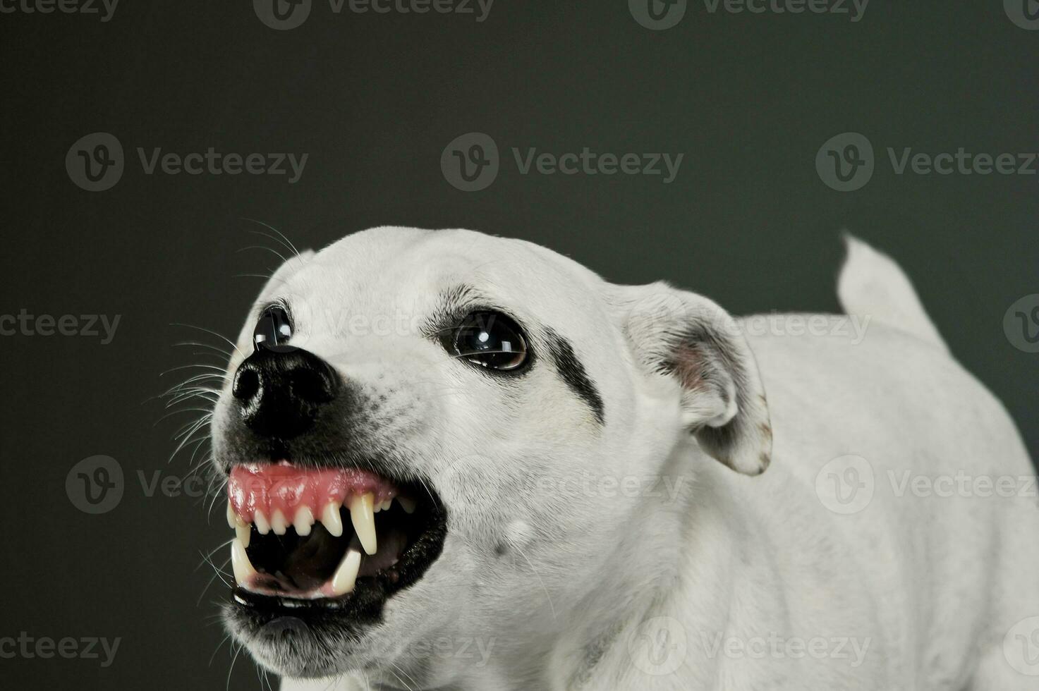 Portrait of an excited mixed breed dog standing and looking angry photo