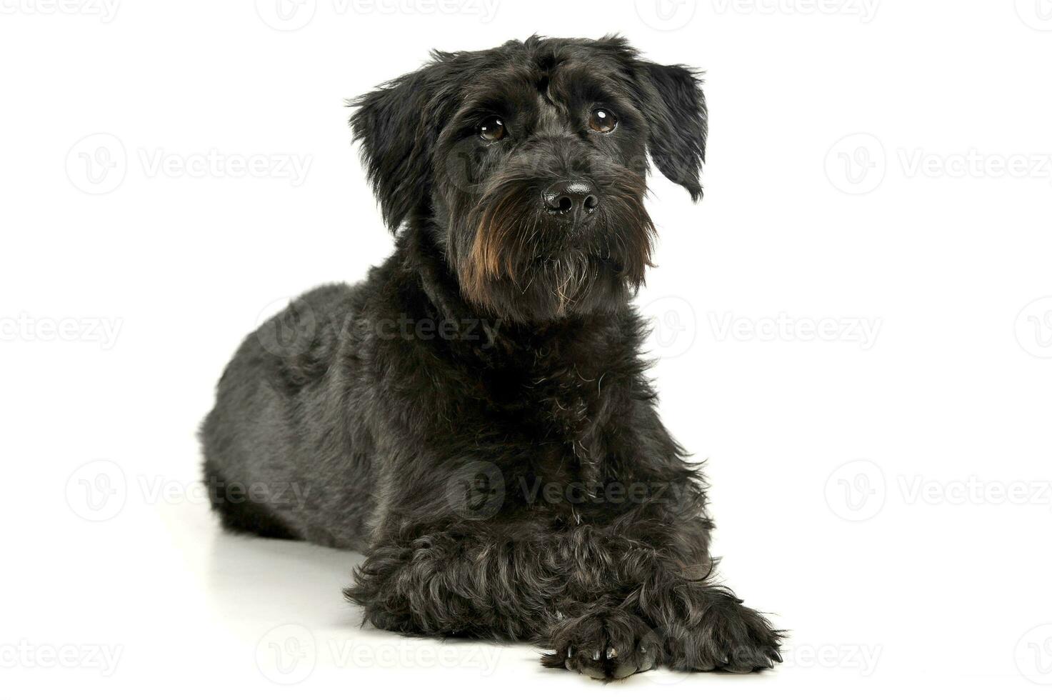 An adorable wire-haired mixed breed dog looking curiously photo