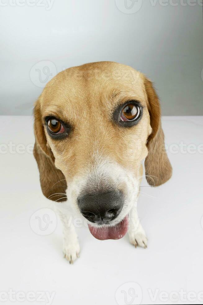 Studio shot of an adorable Beagle photo