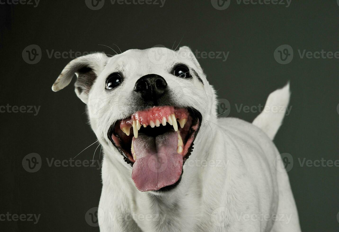 retrato de un emocionado mezclado raza perro en pie y mirando enojado foto