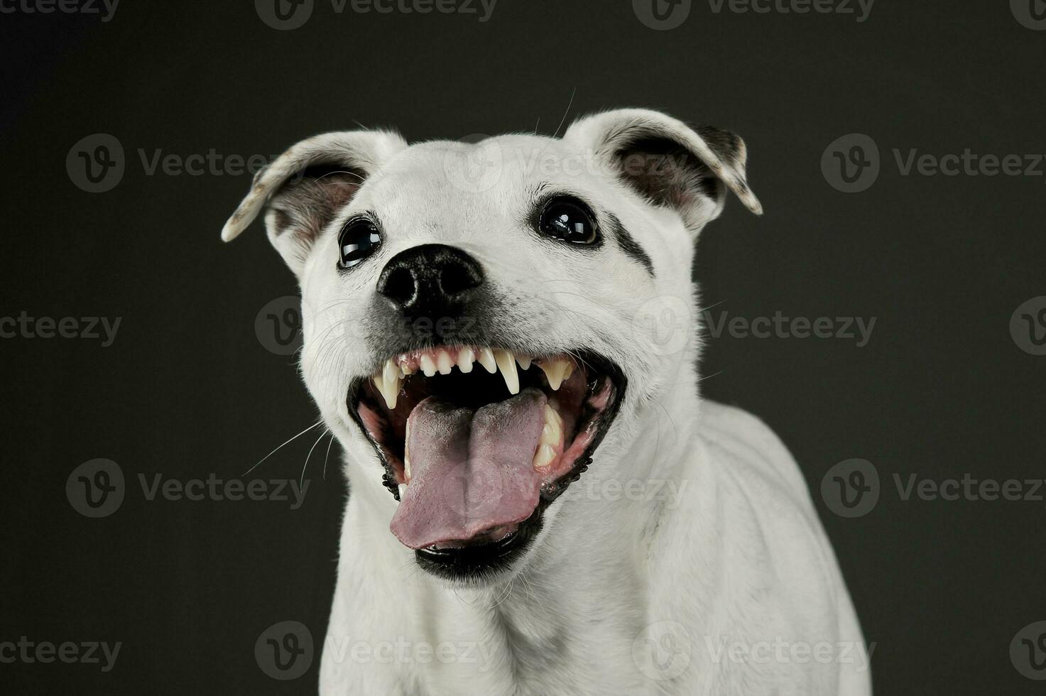 Portrait of an adorable mixed breed dog looking funny with hanging tongue photo