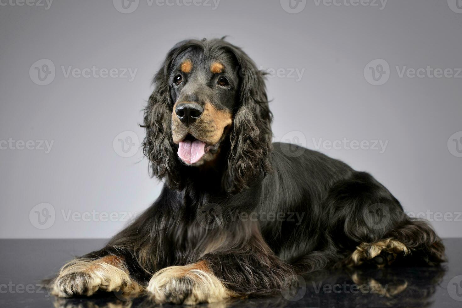 Studio shot of an adorable English Cocker Spaniel photo