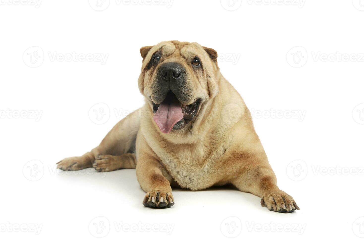 Studio shot of an adorable Shar pei photo