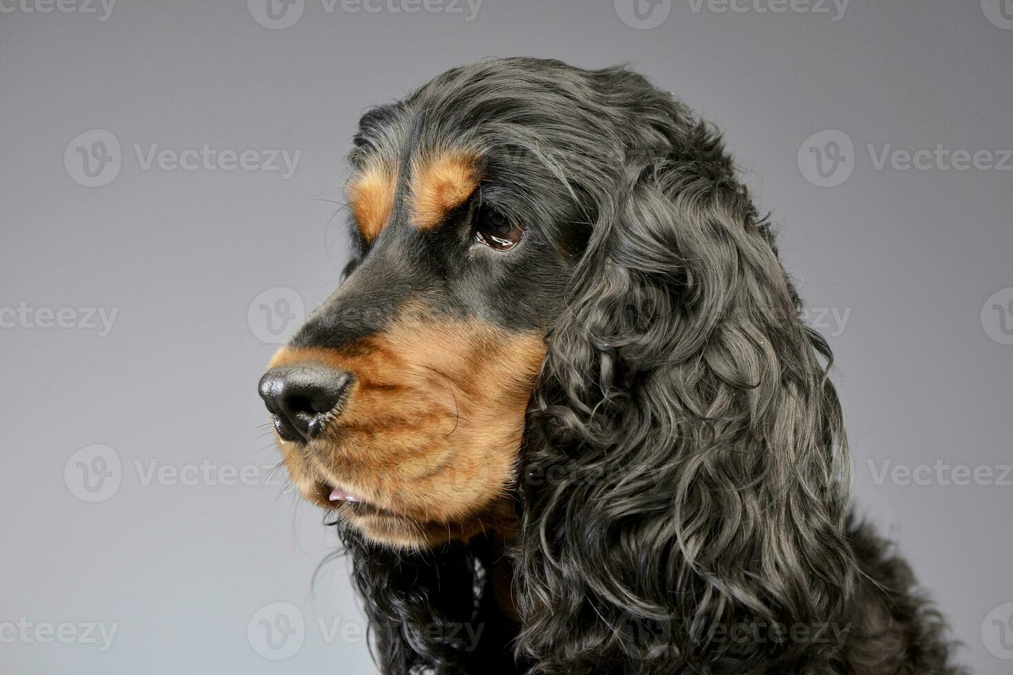 Portrait of an adorable English Cocker Spaniel photo
