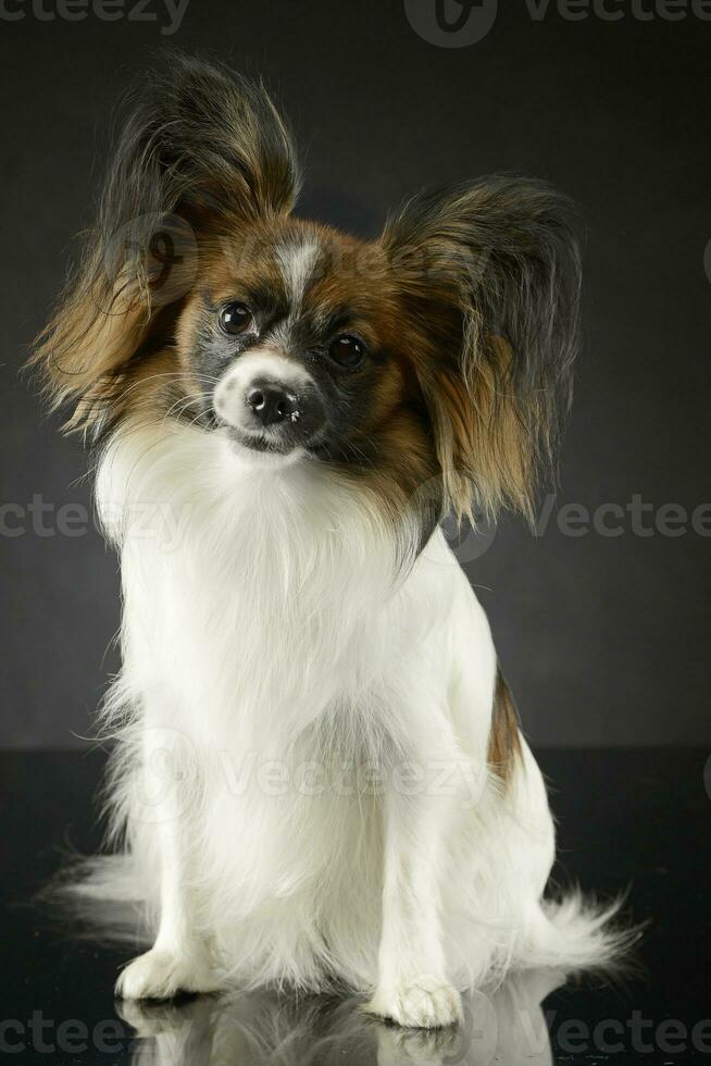 cute papillon sitting in dark photo studio