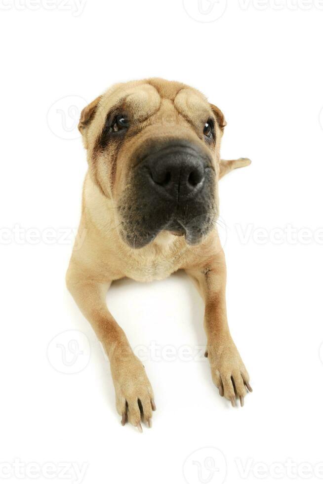 Studio shot of an adorable Shar pei photo