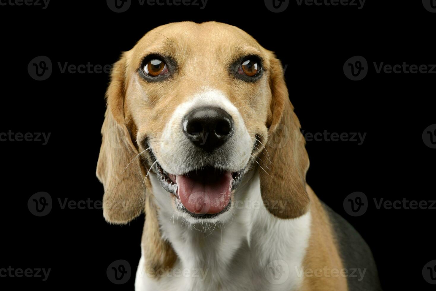 Portrait of an adorable Beagle photo