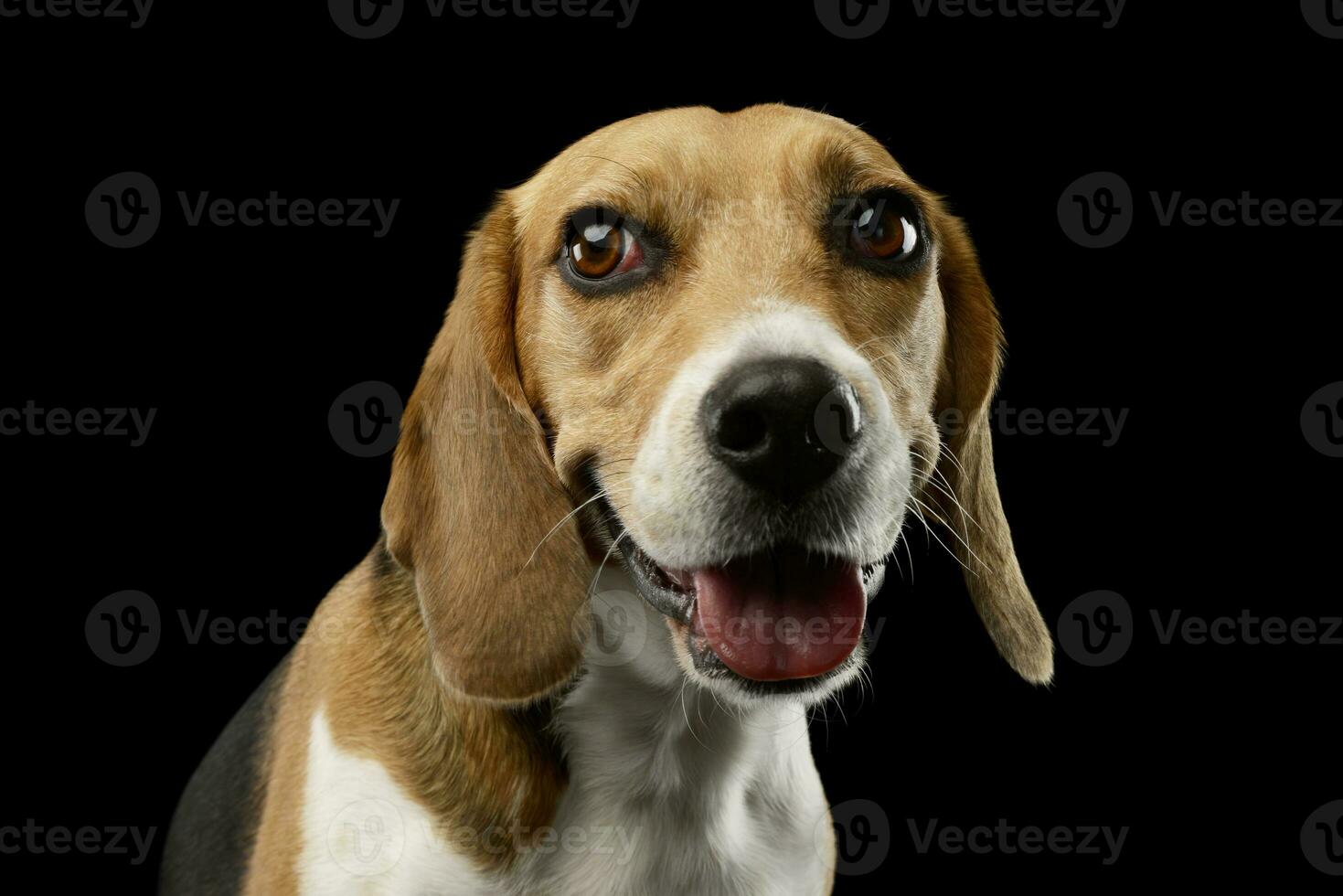 Portrait of an adorable Beagle photo