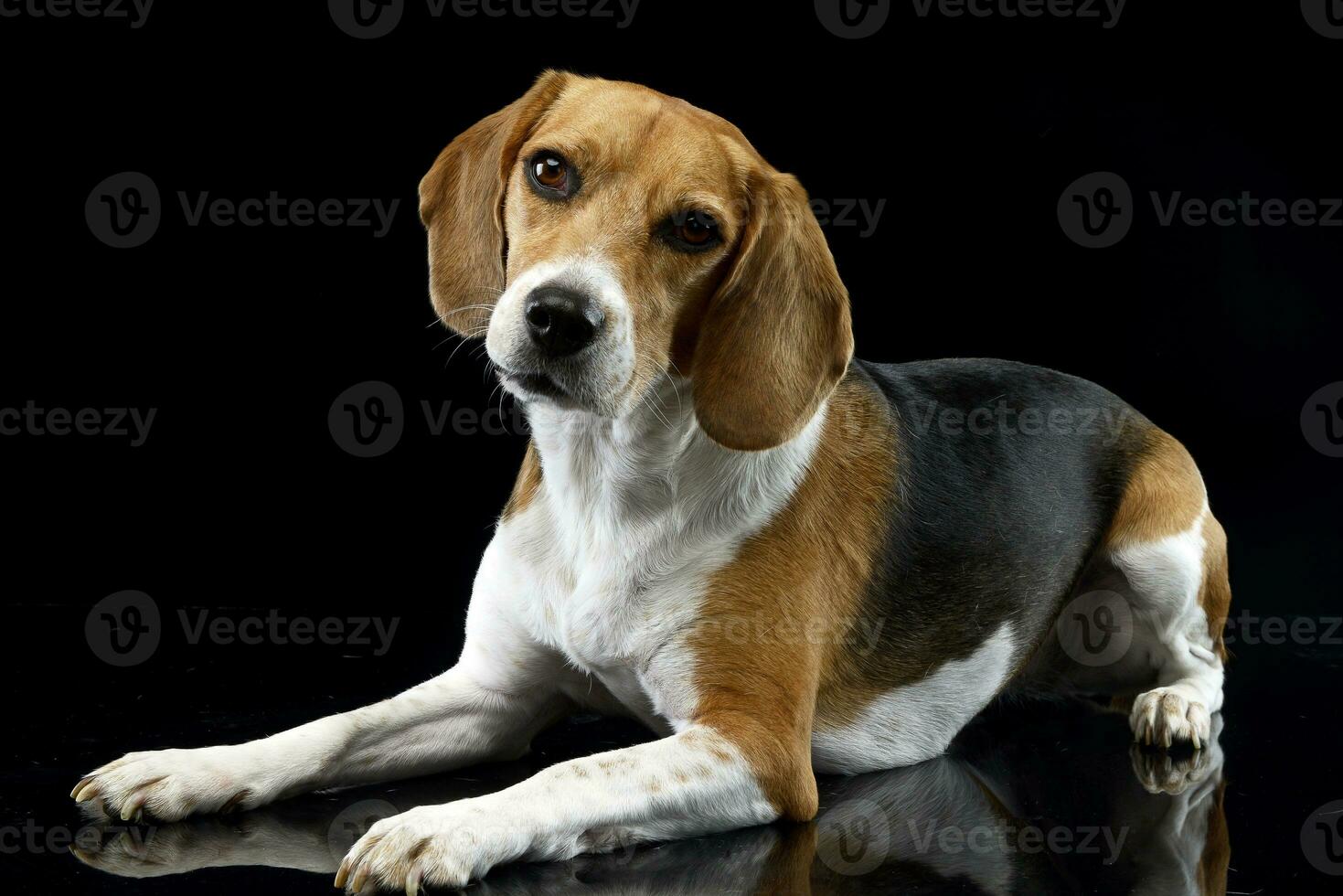 Studio shot of an adorable Beagle photo