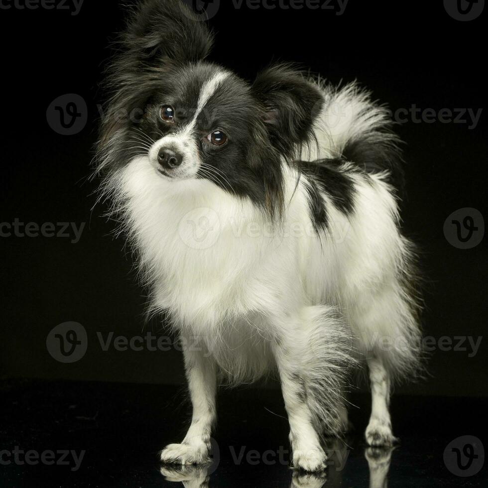 cute papillon turns his head in dark photo studio