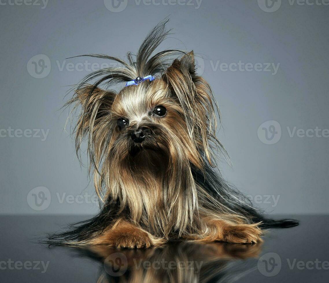 Sweet Yorkshire terrier lying in a reflexing table photo