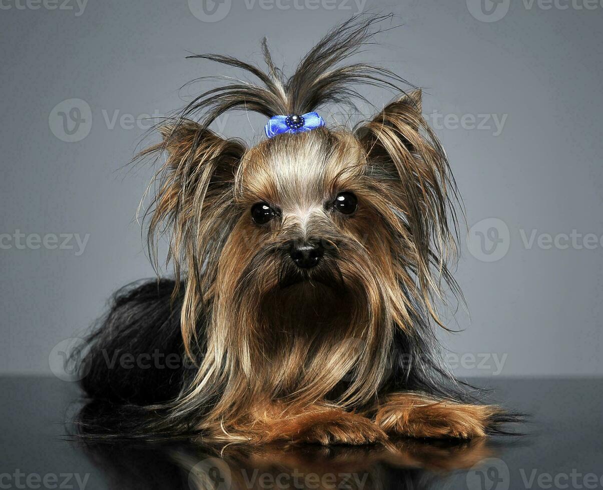 Sweet Yorkshire terrier lying in a reflexing table photo