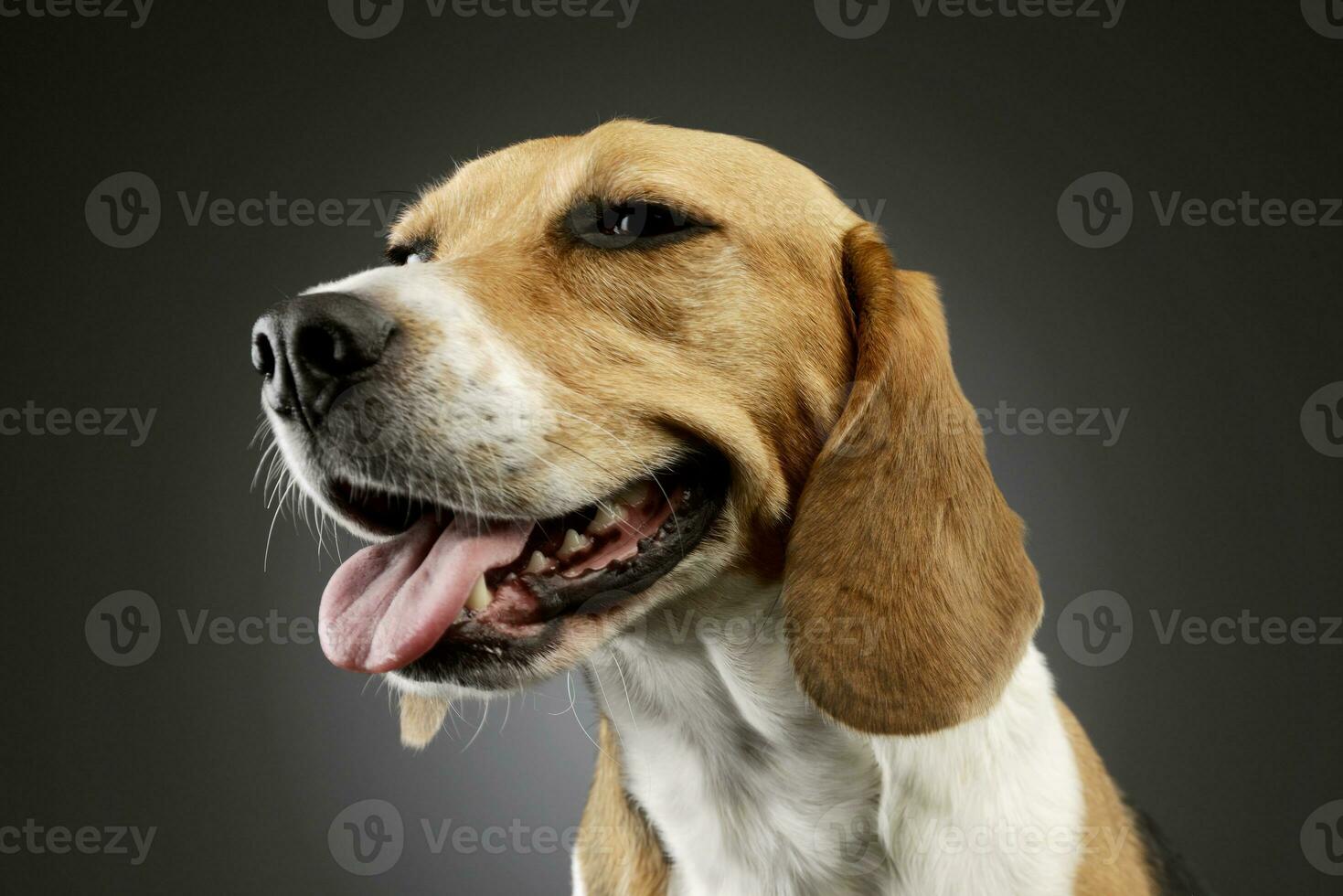 Portrait of an adorable Beagle photo