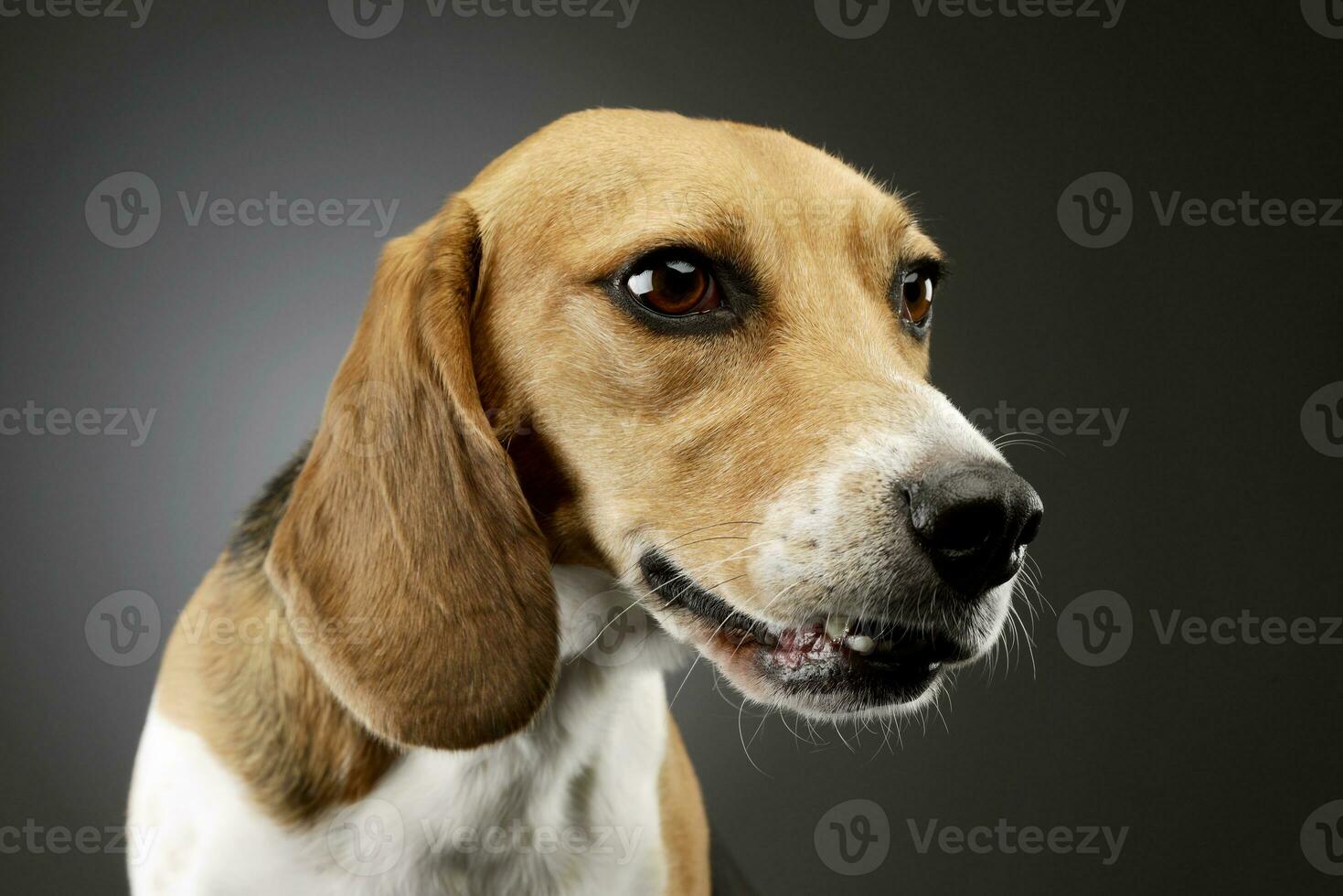 Portrait of an adorable Beagle photo