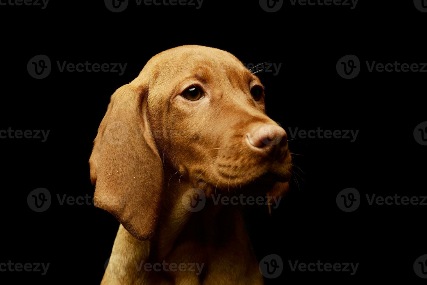 Portrait of a lovely magyar vizsla puppy photo