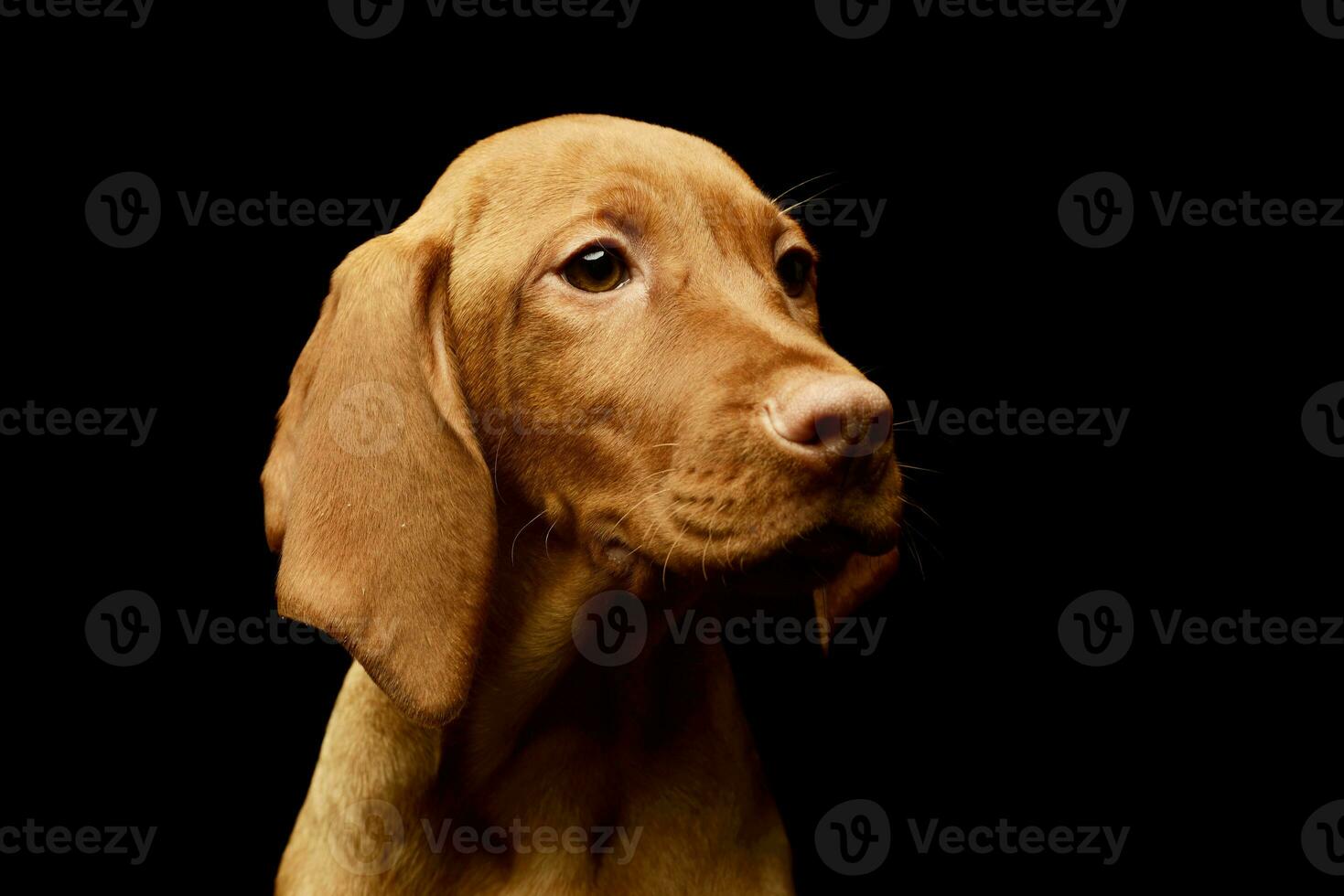 Portrait of a lovely magyar vizsla puppy photo