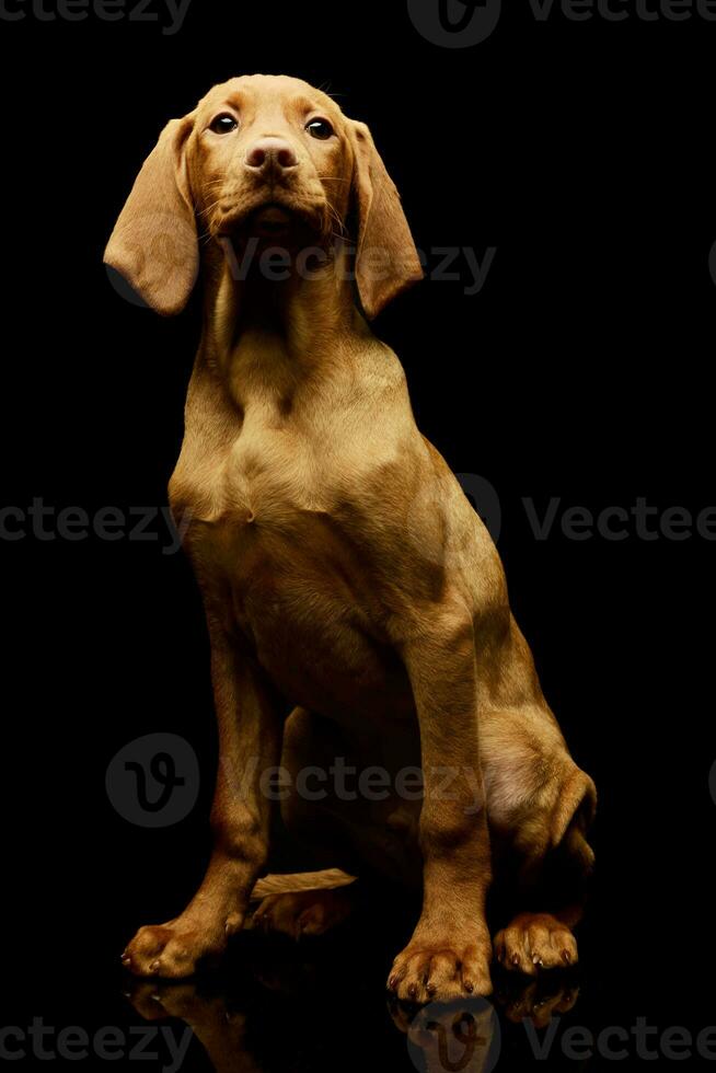 estudio Disparo de un encantador magiar vizsla perrito foto