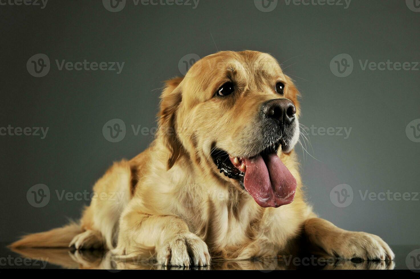 Studio shot of an adorable labrador retriever photo