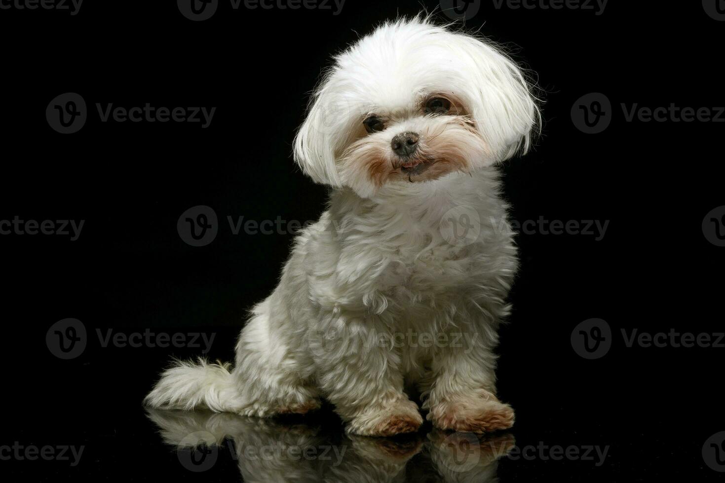 Shih-tzu in the dark photo studio