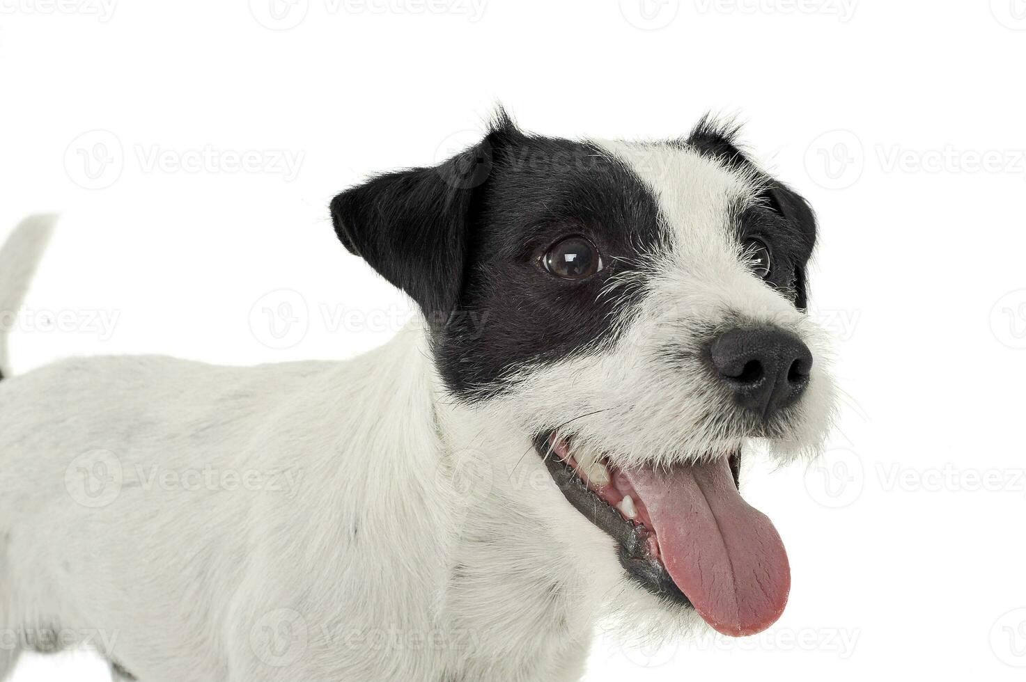 Portrait of an adorable Parson Russell Terrier looking happy photo