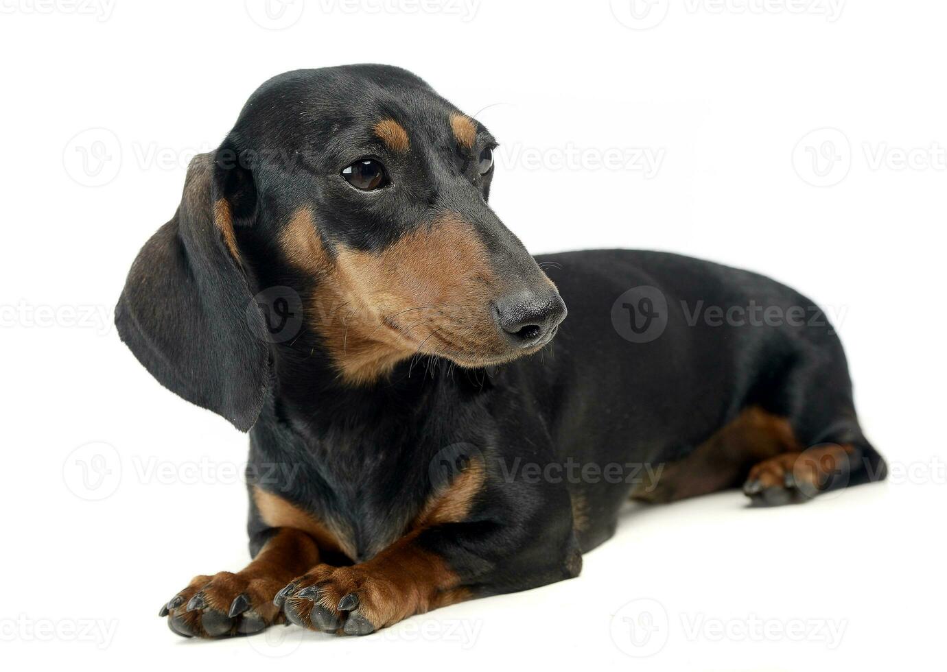 Dachshund in a white isolated background photo