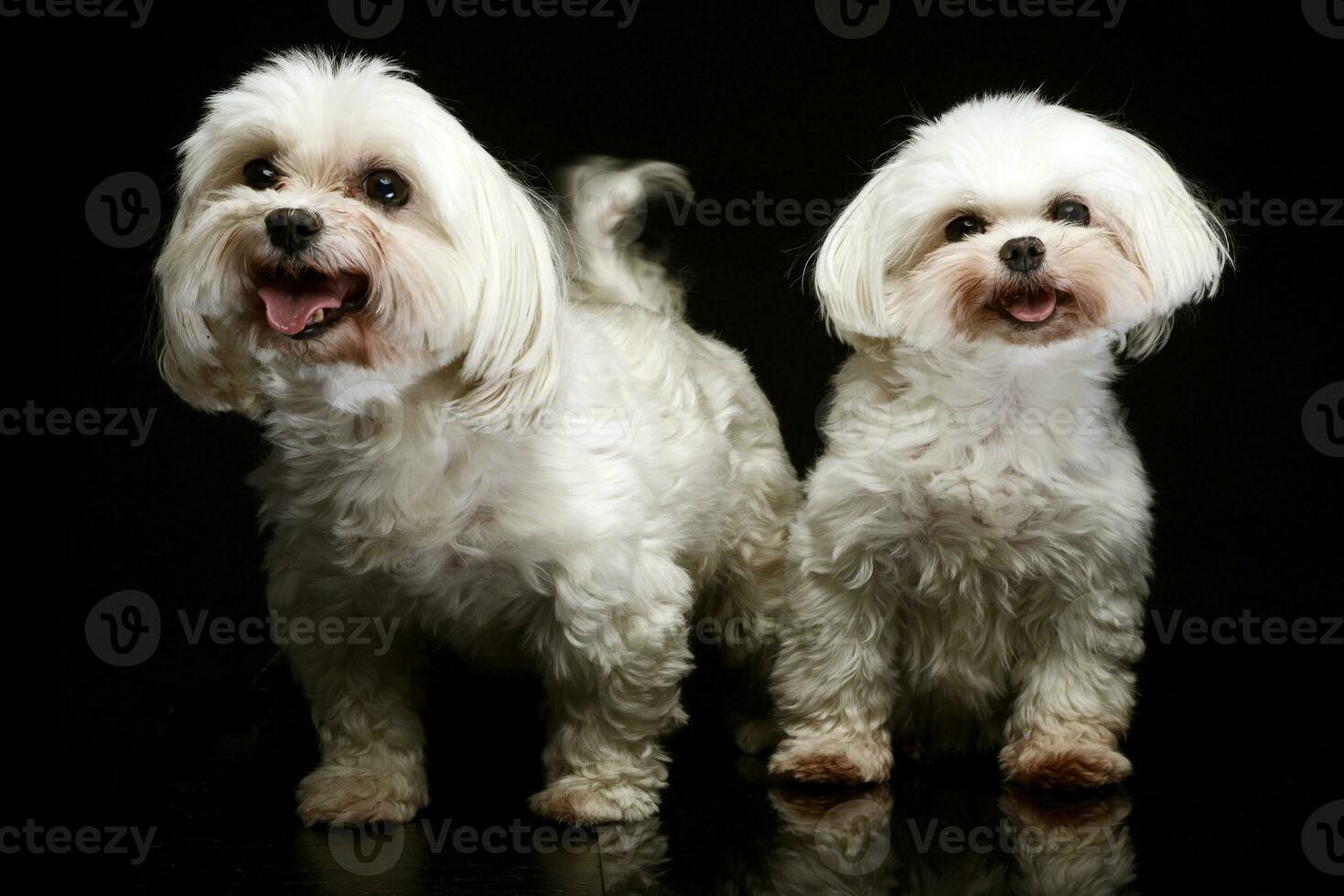 two Shih-tzu in the dark photo studio