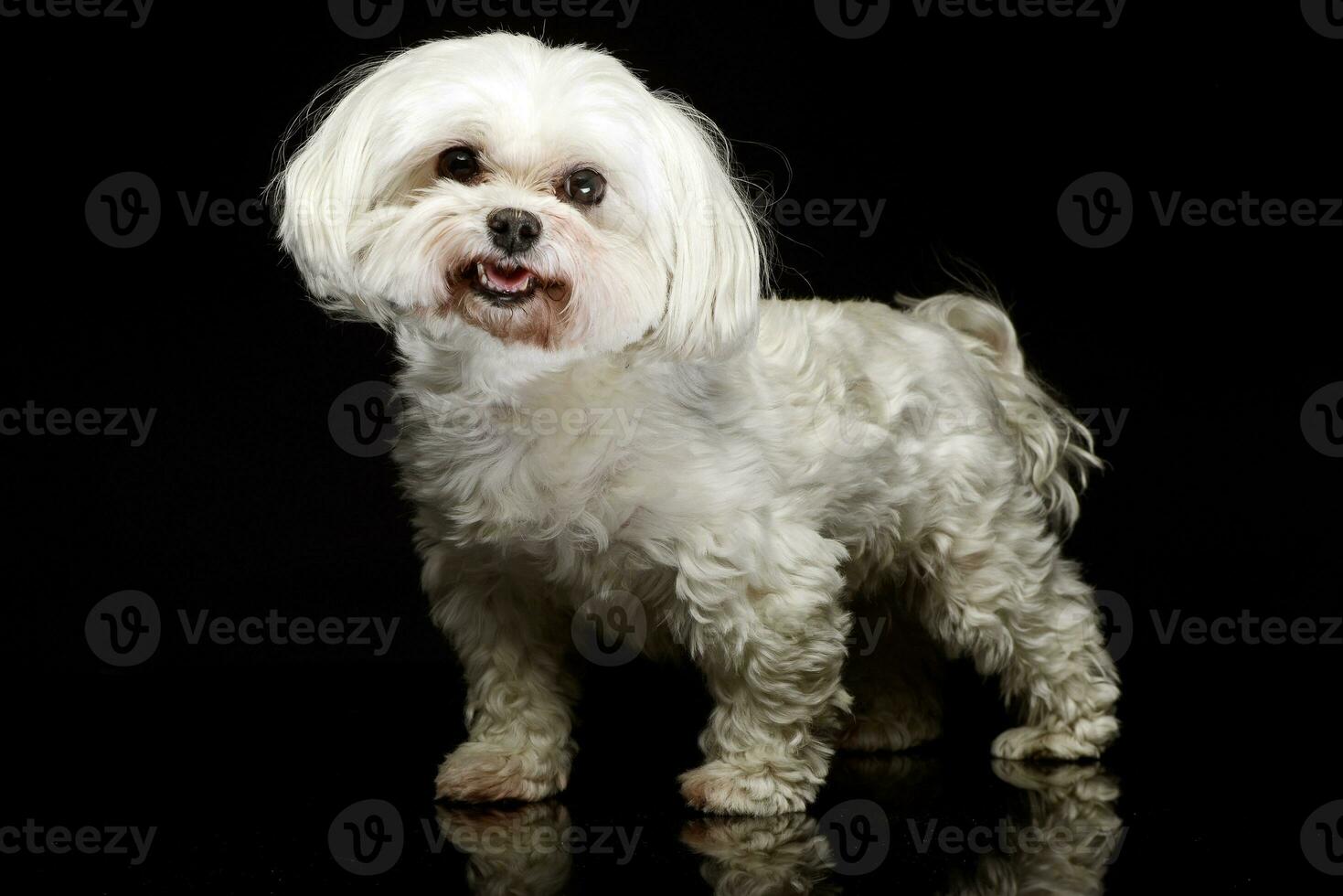 Shih-tzu in the dark photo studio