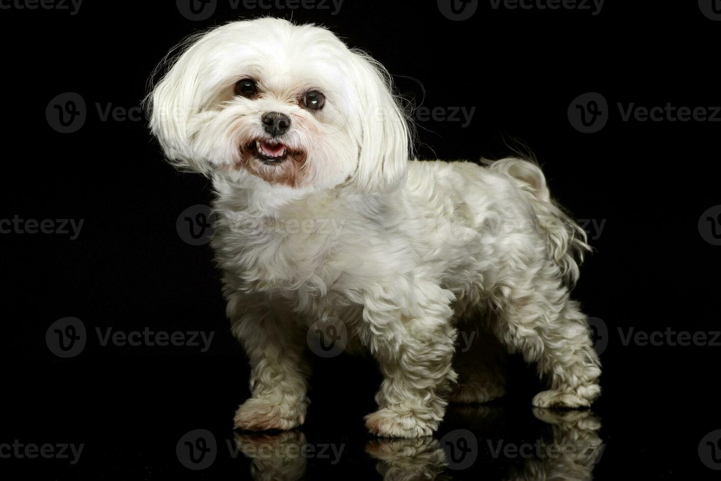 shih-tzu en el oscuro foto estudio