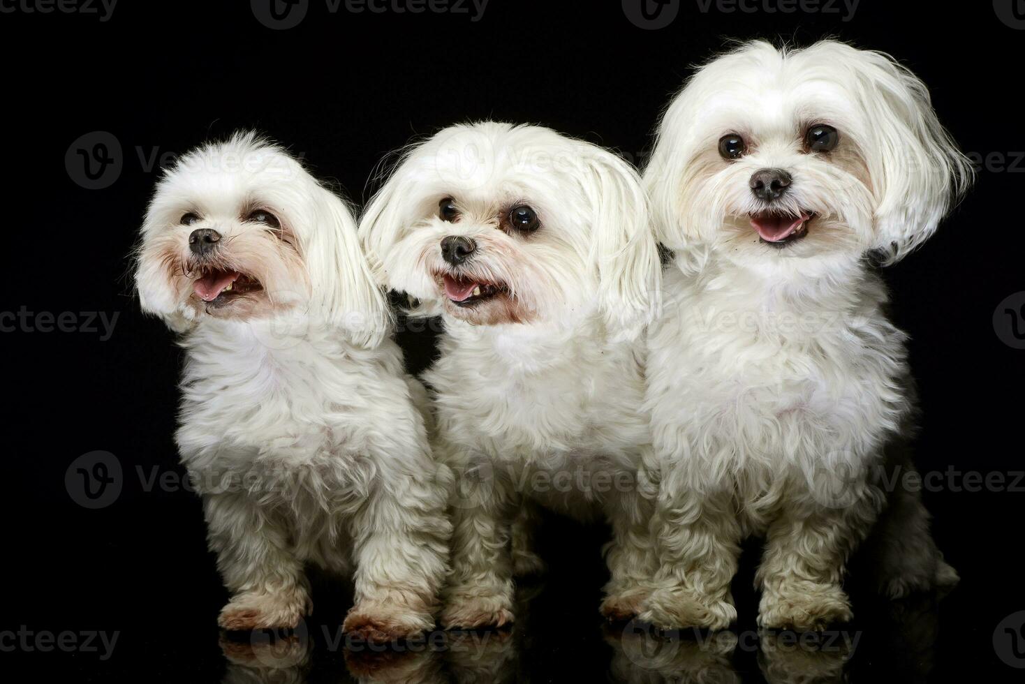 three Shih-tzu in the dark photo studio