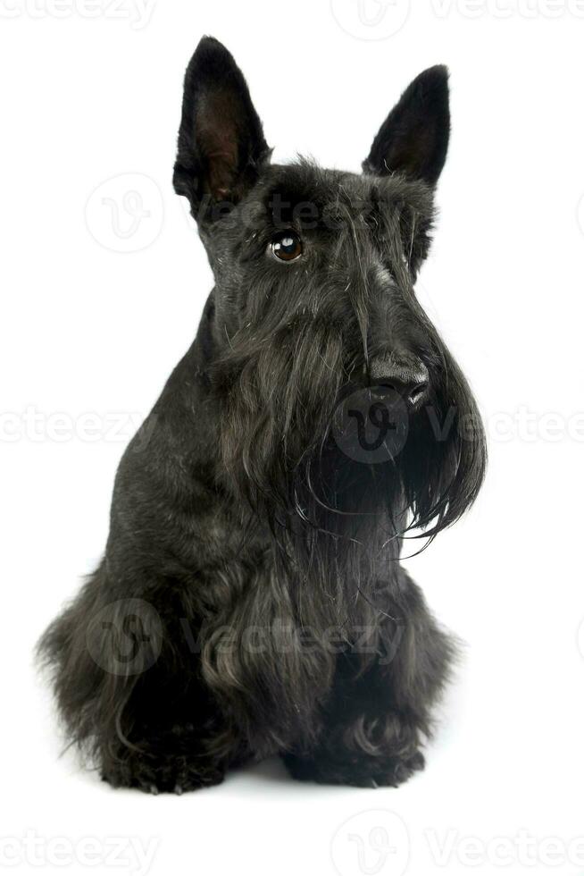 Studio shot of an adorable Scottish terrier photo