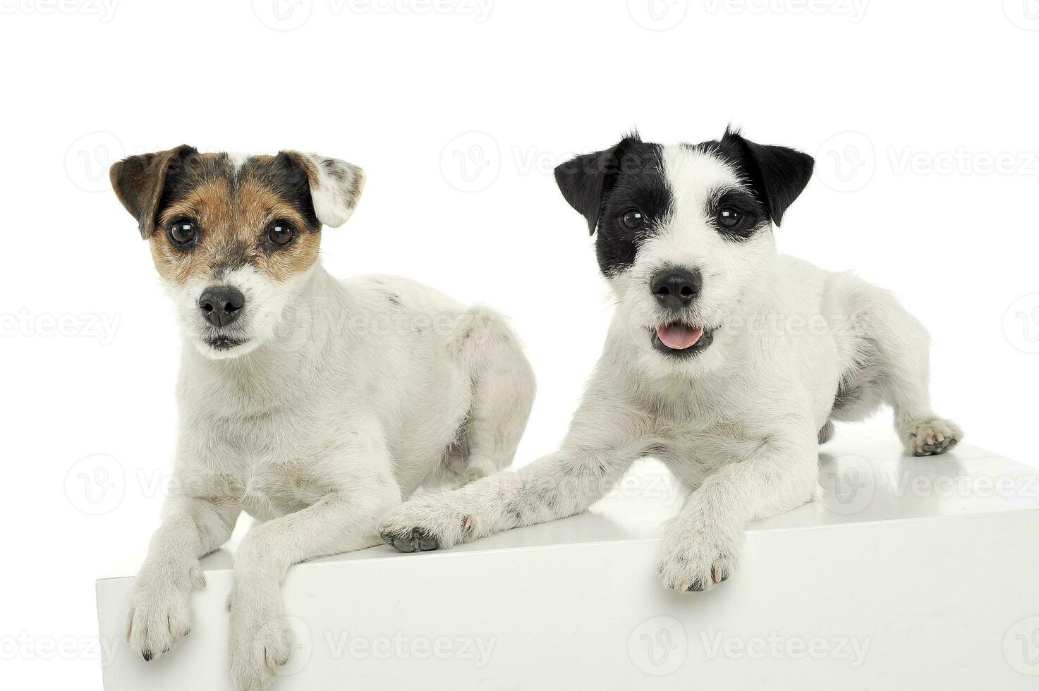 Studio shot of two adorable Parson Russell Terrier lying on a cube photo