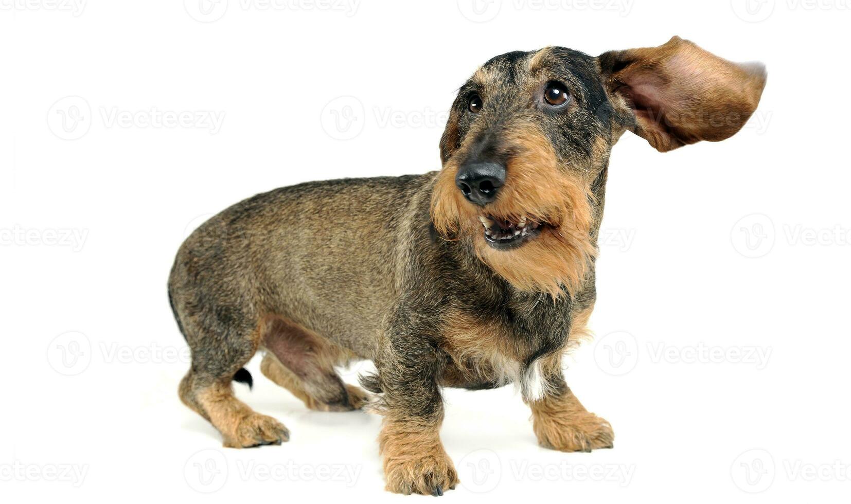 Dachshund staying in the white photo studio