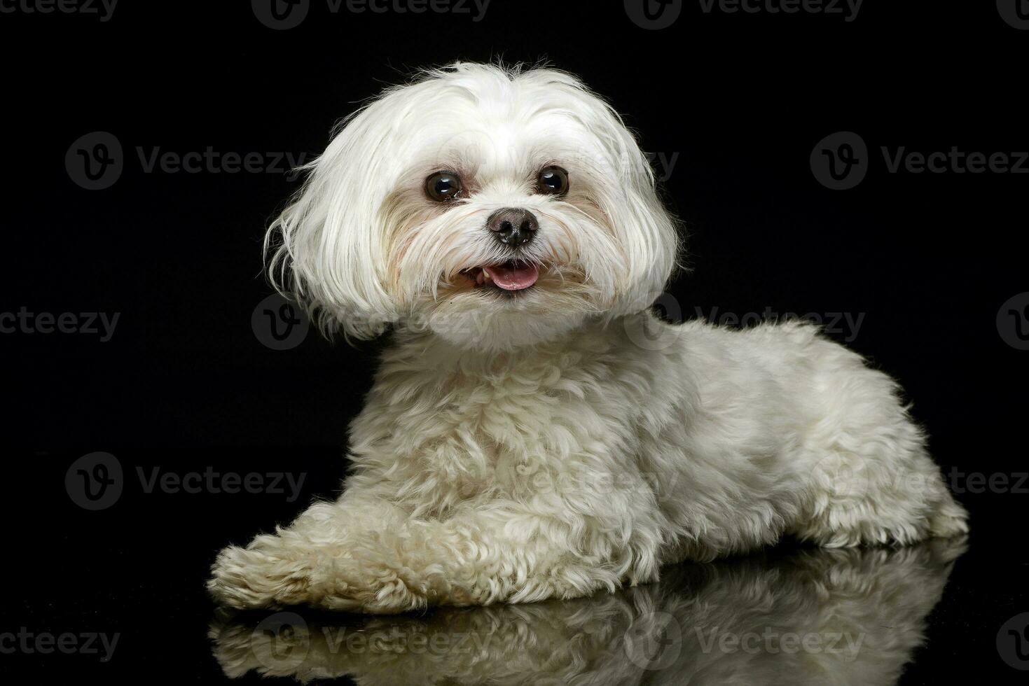 Shih-tzu in the dark photo studio