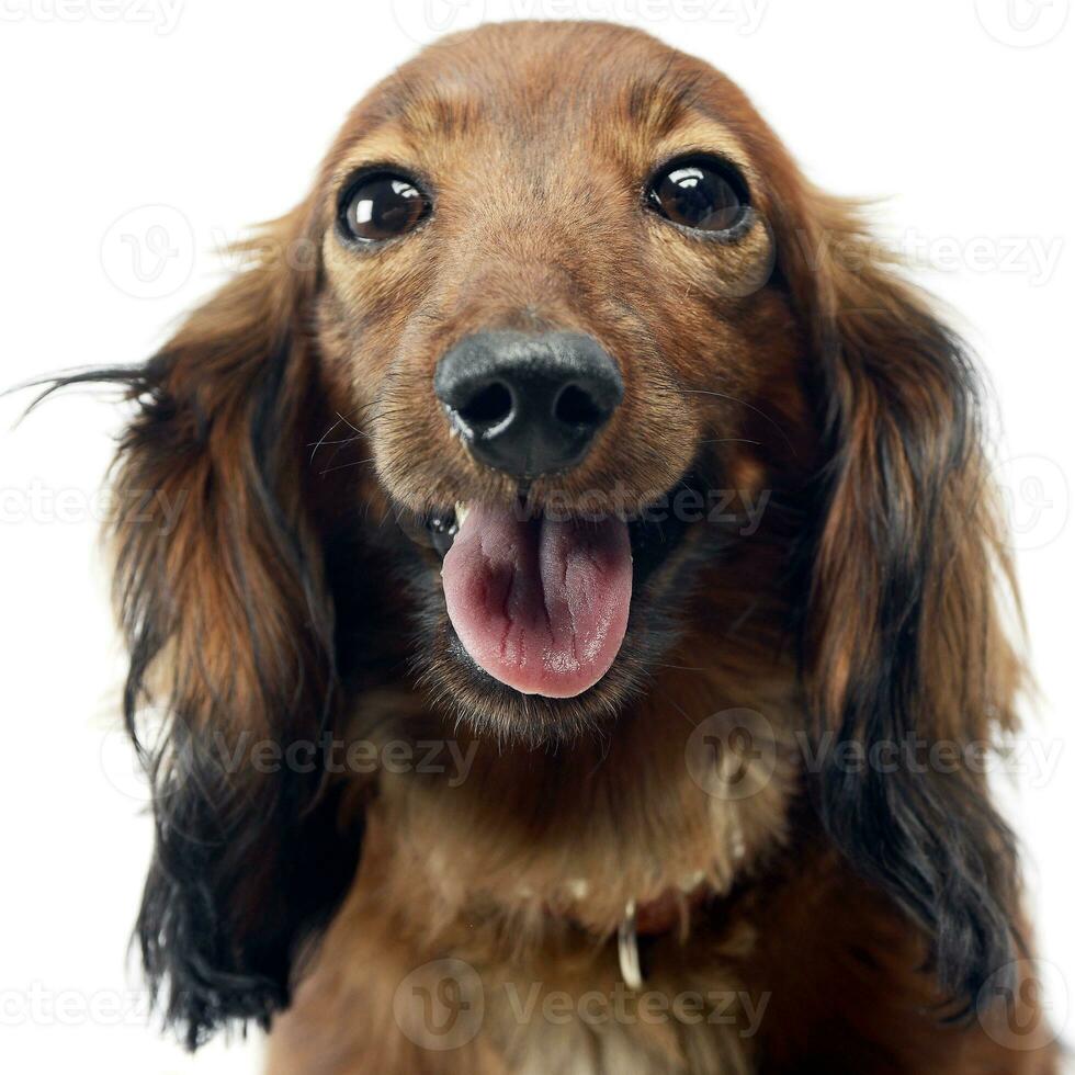 Dachshund in a white isolated background photo