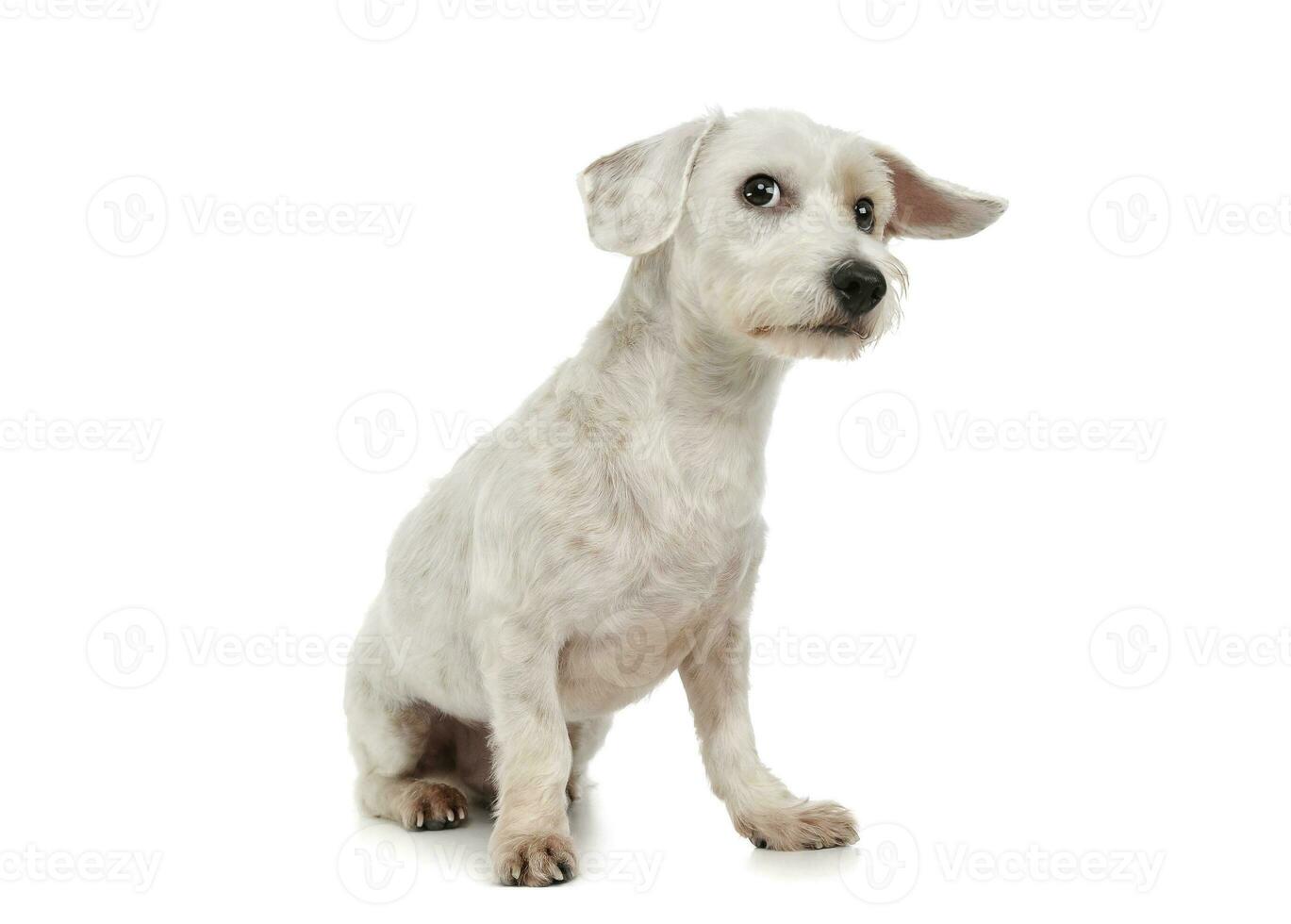 estudio Disparo de un adorable mezclado raza perro sentado y mirando curiosamente a el cámara foto