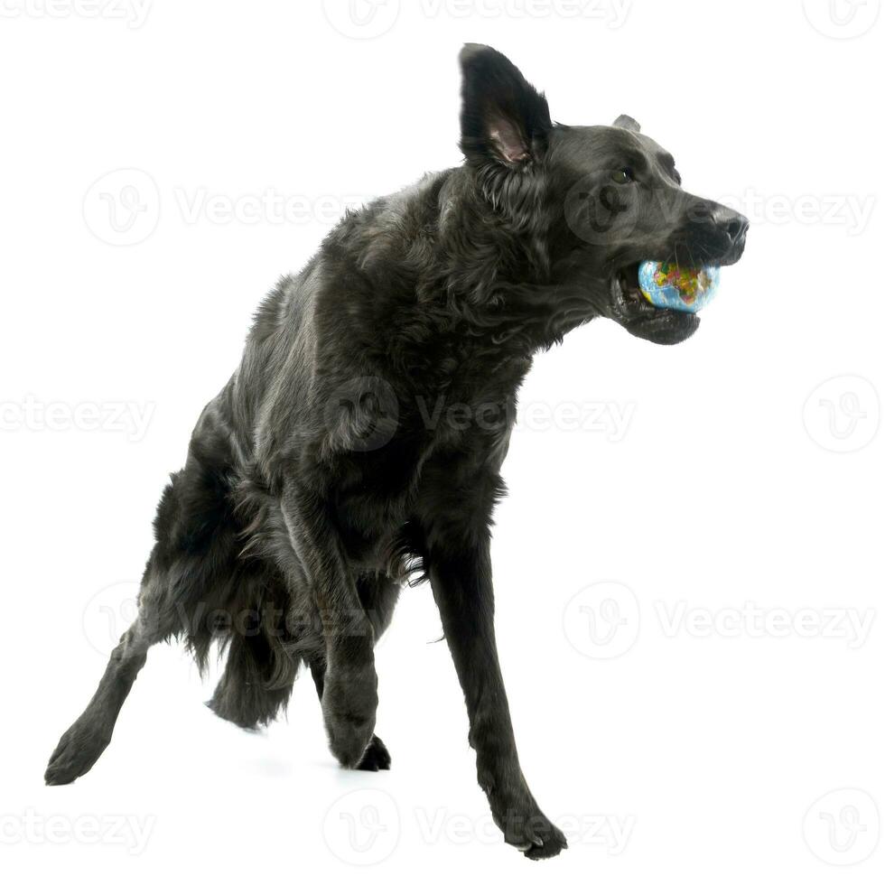 An adorable mixed breed dog playing with a ball photo